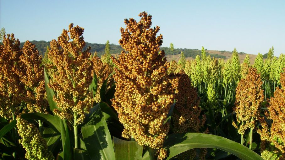 NUTRICIÓN DEL GRANÍFERO.
