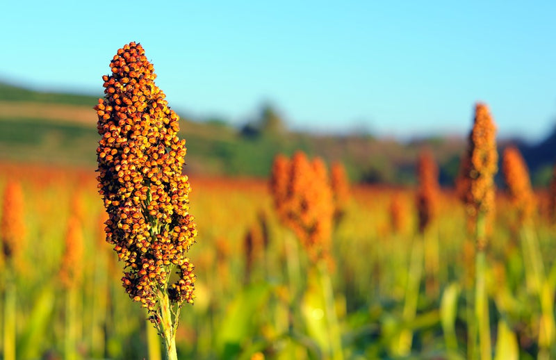 Sorgo escobero: la historia detrás de las escobas de paja