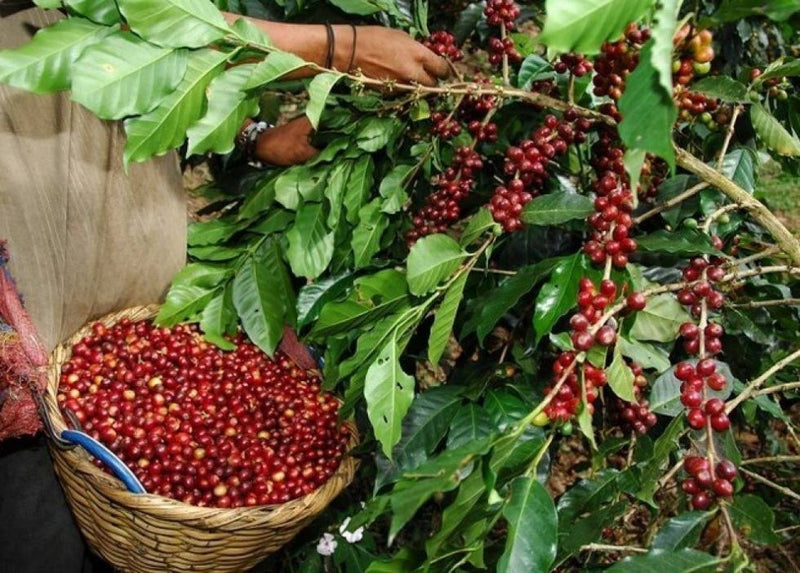 COMO MEDIR LA HUMEDAD OPTIMA DEL CAFÉ PARA SU PROCESAMIENTO