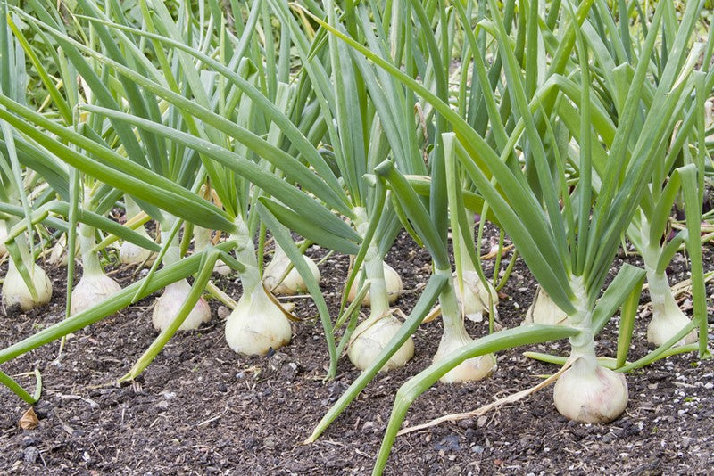 EL RIEGO EN LA PRODUCCIÓN DE CEBOLLA