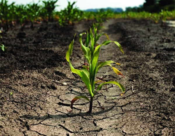 INFLUENCIA MEDIO AMBIENTAL EN LA PRODUCCIÓN AGRÍCOLA