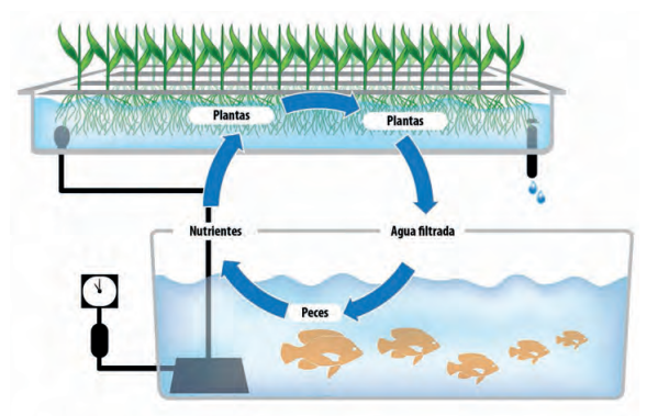 LA CALIDAD DEL AGUA EN ACUAPONÍA