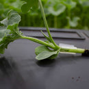 Pinza de plástico para injerto en Cucurbitáceas (Diferentes medidas)