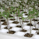 Pinza de plástico para injerto en Solanáceas (Diferentes medidas)